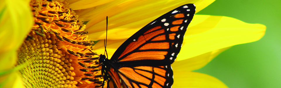 monarch butterfly on sunflower