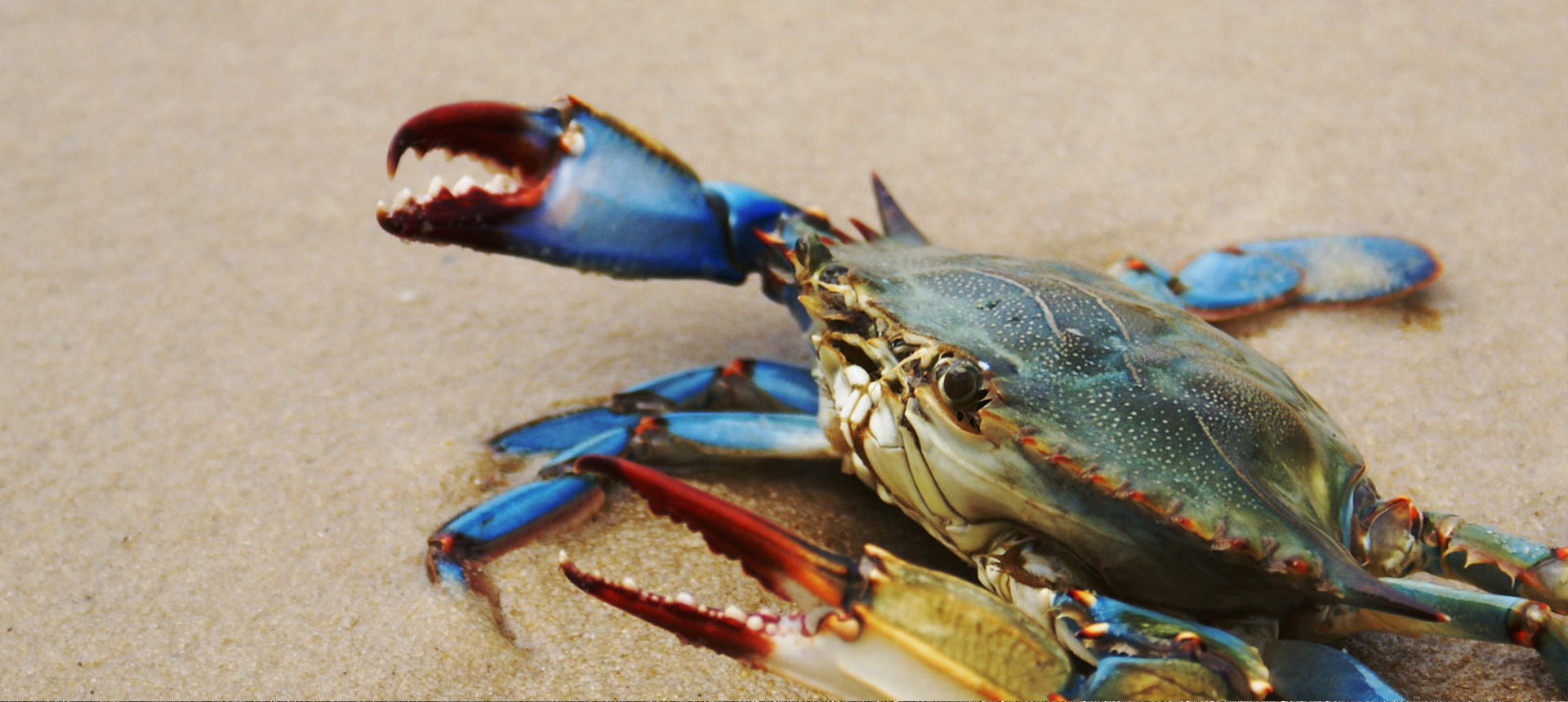 blue crab