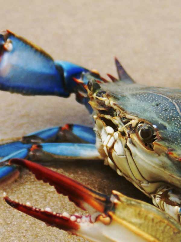 blue crab
