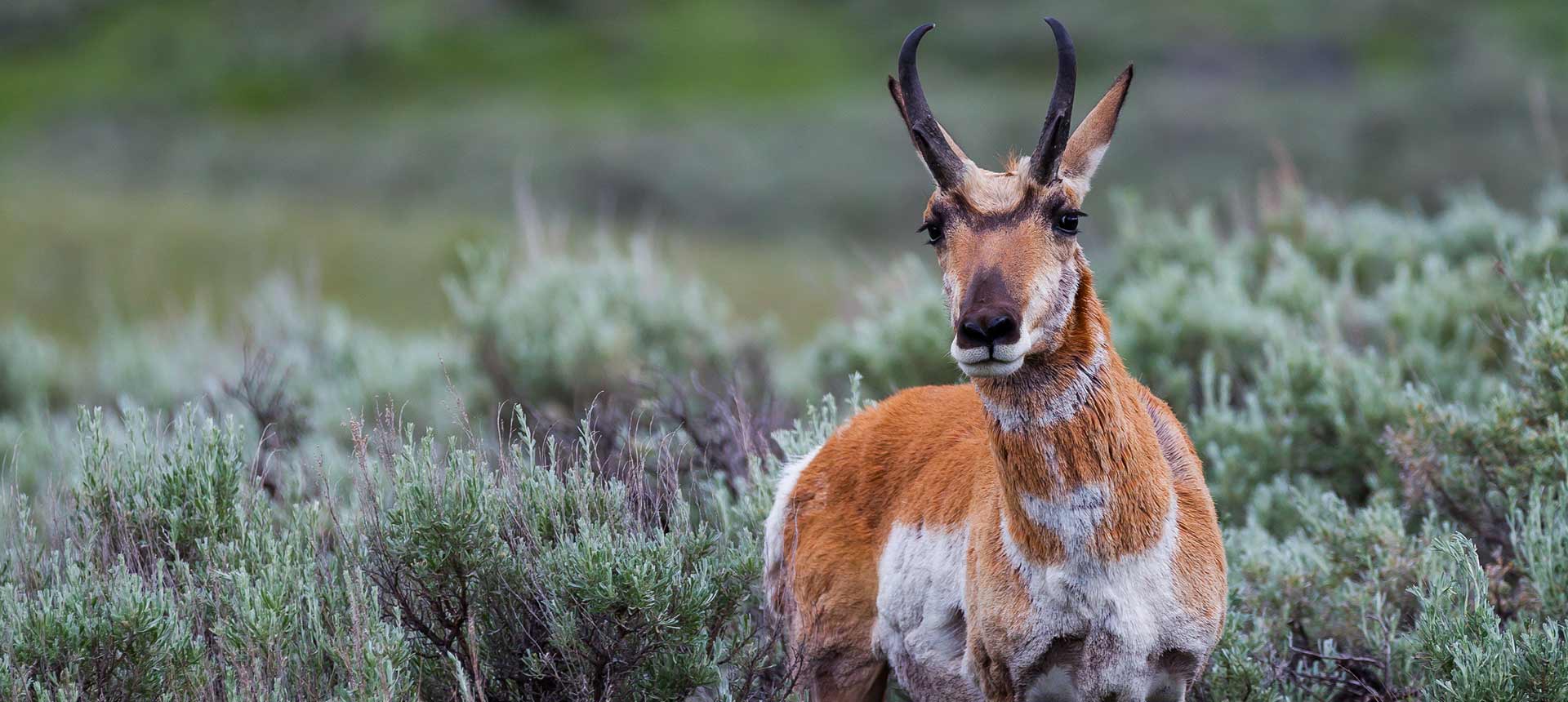 pronghorn