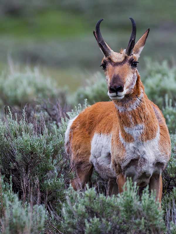 pronghorn