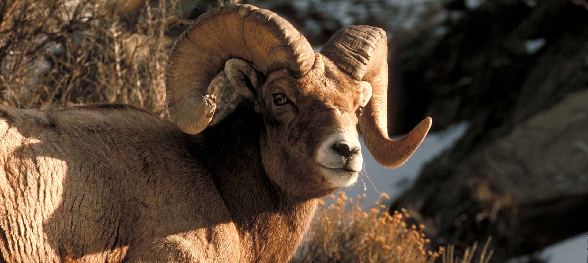 bighorn