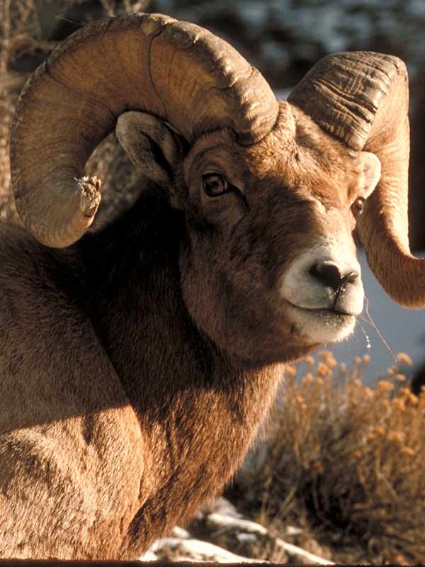 bighorn