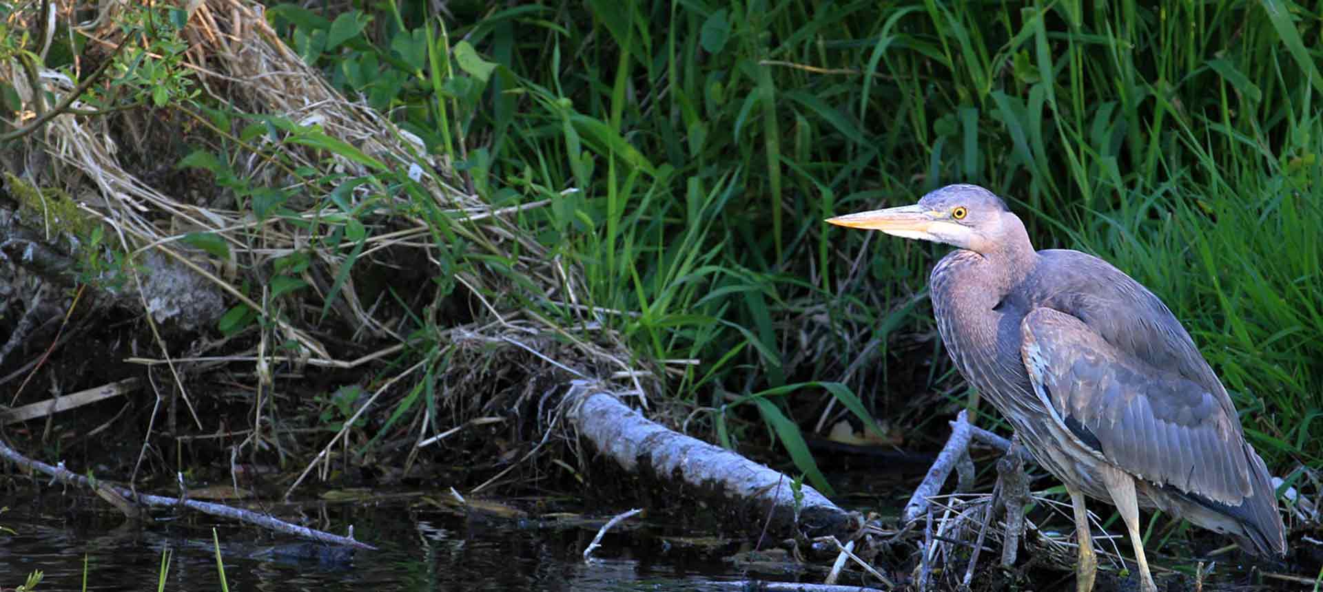 Heron in Great Lakes
