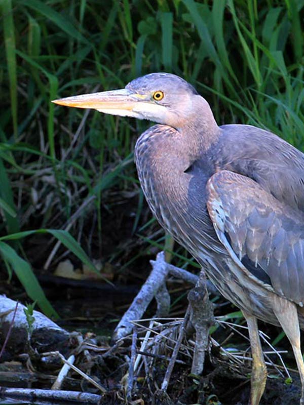 Heron in Great Lakes