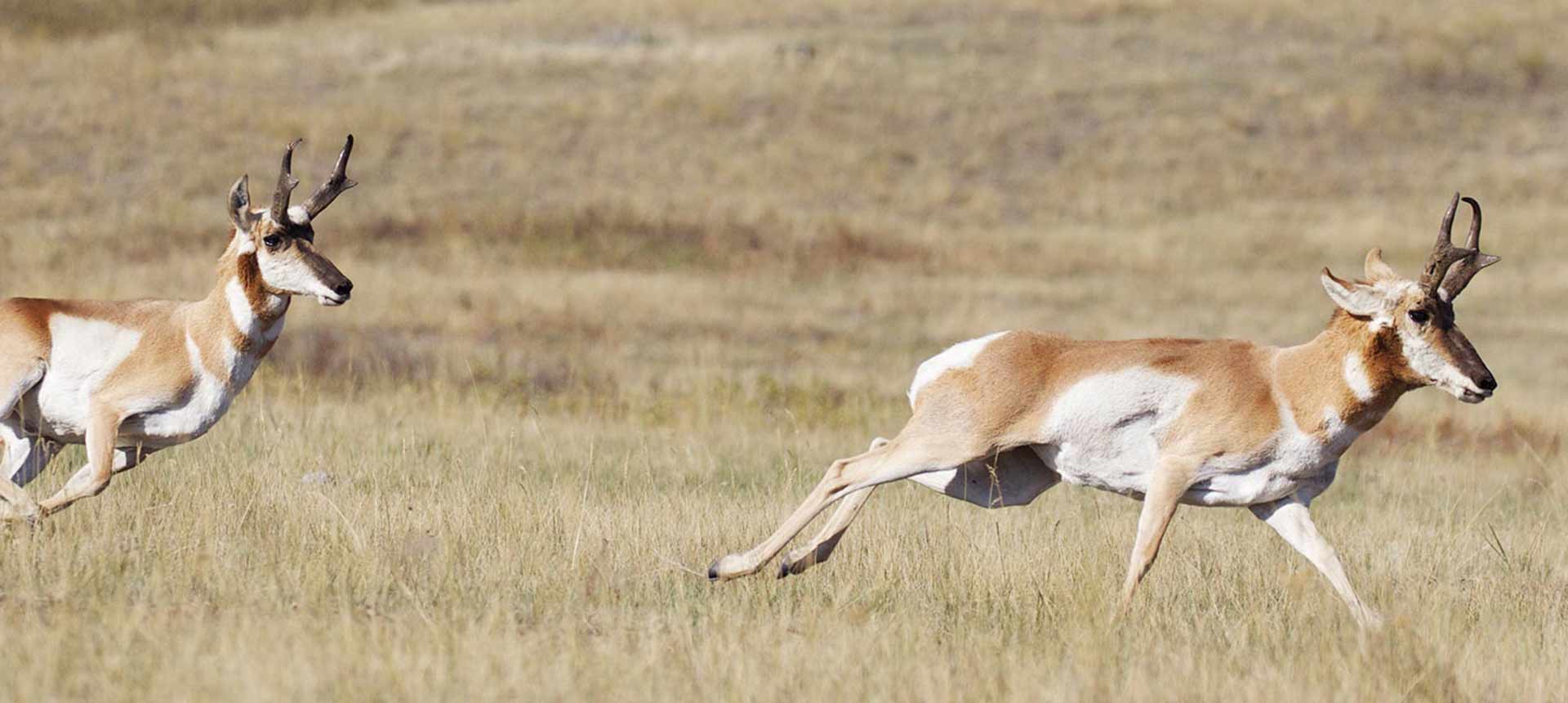 pronghorns running