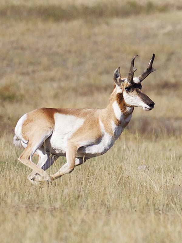 pronghorns running
