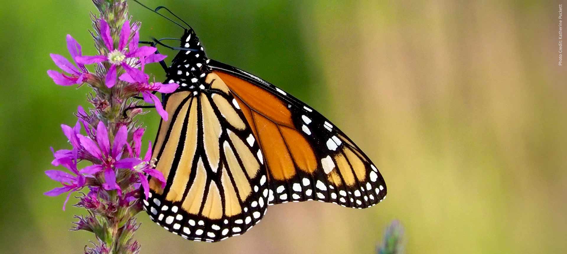 Monarch Butterfly