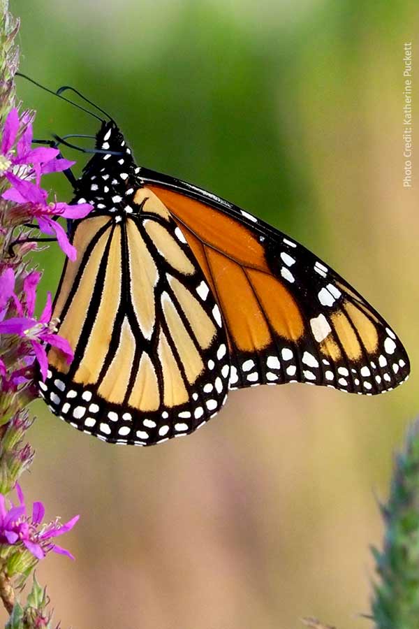 Monarch Butterfly