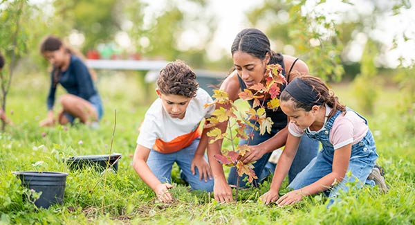 A woman and two kids planting a maple tree sapling in a grassy area.