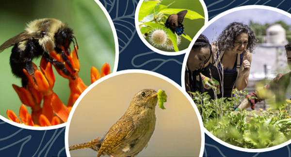 A collage featuring gardeners and various representations of habitat support, such as a songbird with a caterpillar in its beak, a bumblebee on orange butterfly milkweed, a swallowtail on a buttonbush shrub.