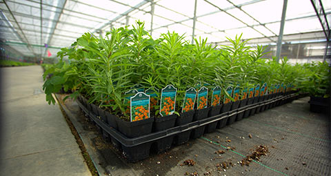 Flats of butterfly milkweed plant plugs sitting on a nursery table.