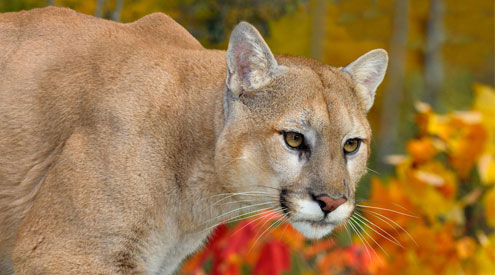 North American mountain lion