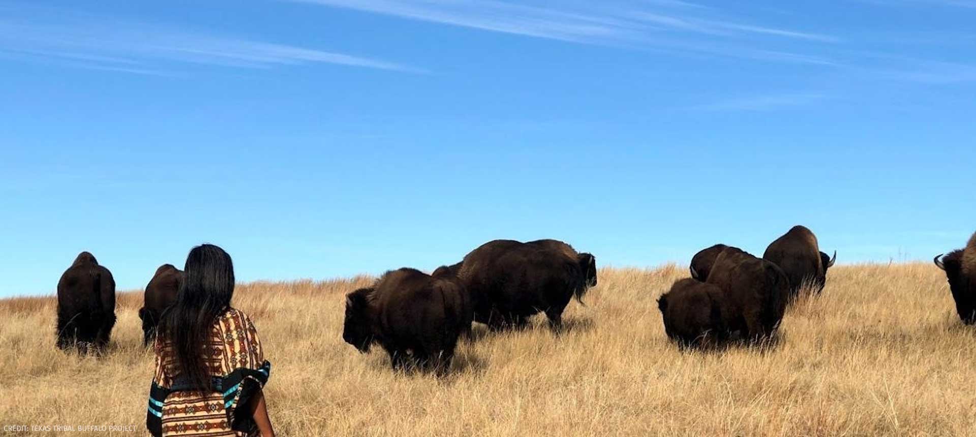 A person stands before a small group of buffalo in a field.