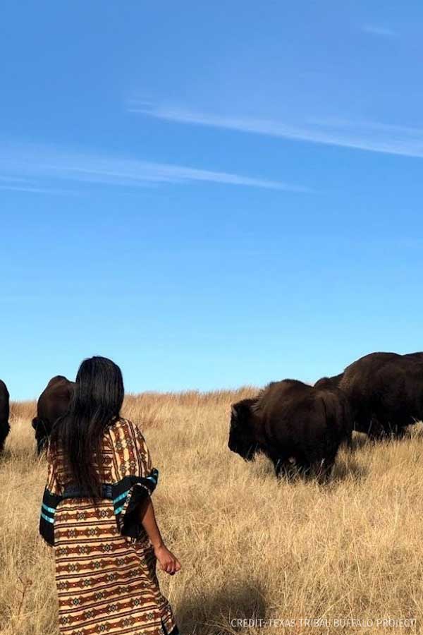 A person stands before a small group of buffalo in a field.