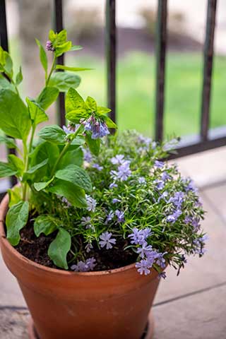 Creeping Phlox and Bluebells in pot