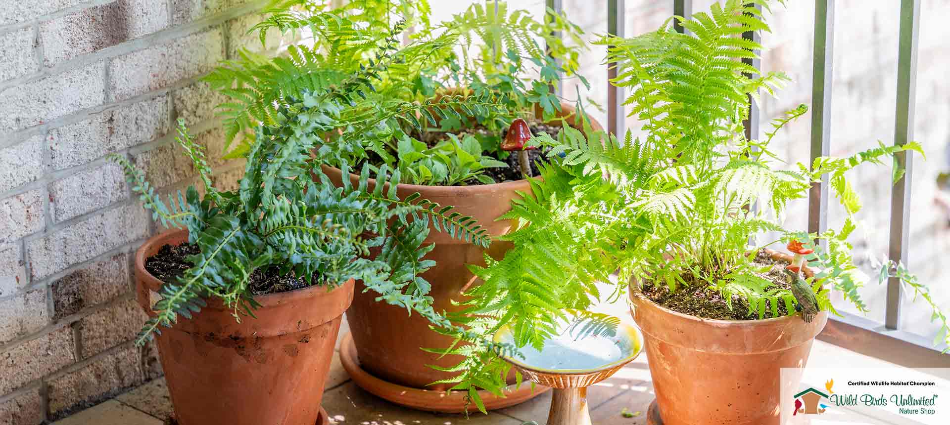 Container garden featuring native plants on balcony