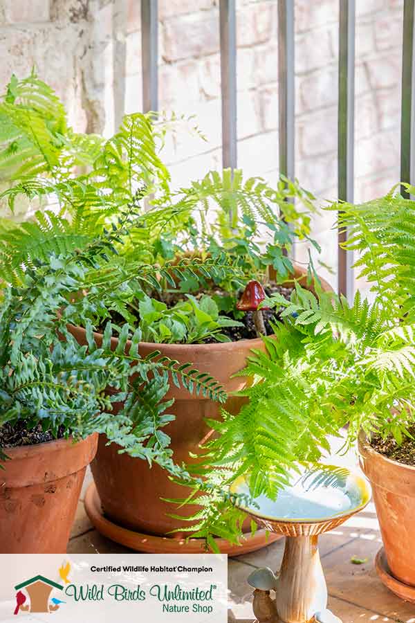 Container garden featuring native plants on balcony