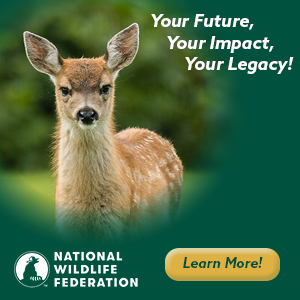 Subcribe to National Wildlife Magazine