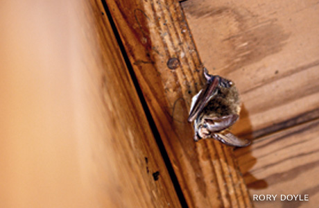 An image of a Rafinesque's big-eared bat.