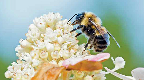 Rusty-patched bumble bee, Clay Bolt