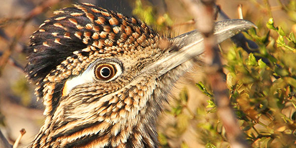 Greater Roadrunner
