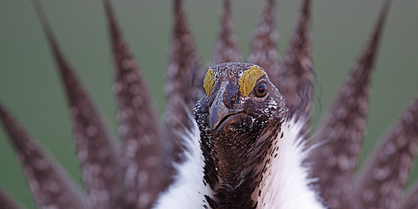 Greater Sage-Grouse, Shutterstock