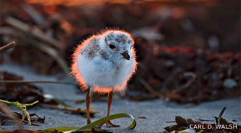 piping plover