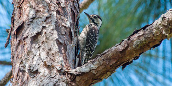 Red Cockaded Woodpecker