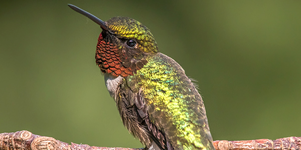 Ruby-Throated Hummingbird
