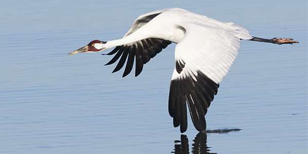 Whooping Crane