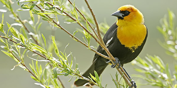 Yellow-Headed Blackbird