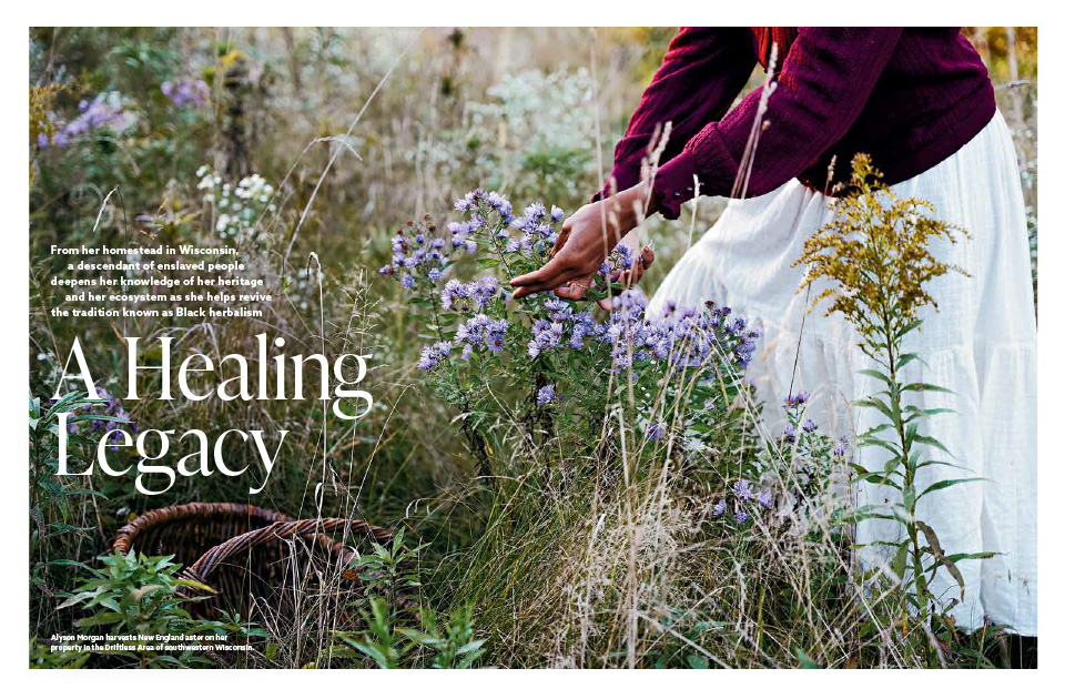 A magazine article spread containing text and an image of Alyson Morgan harvesting New England aster.