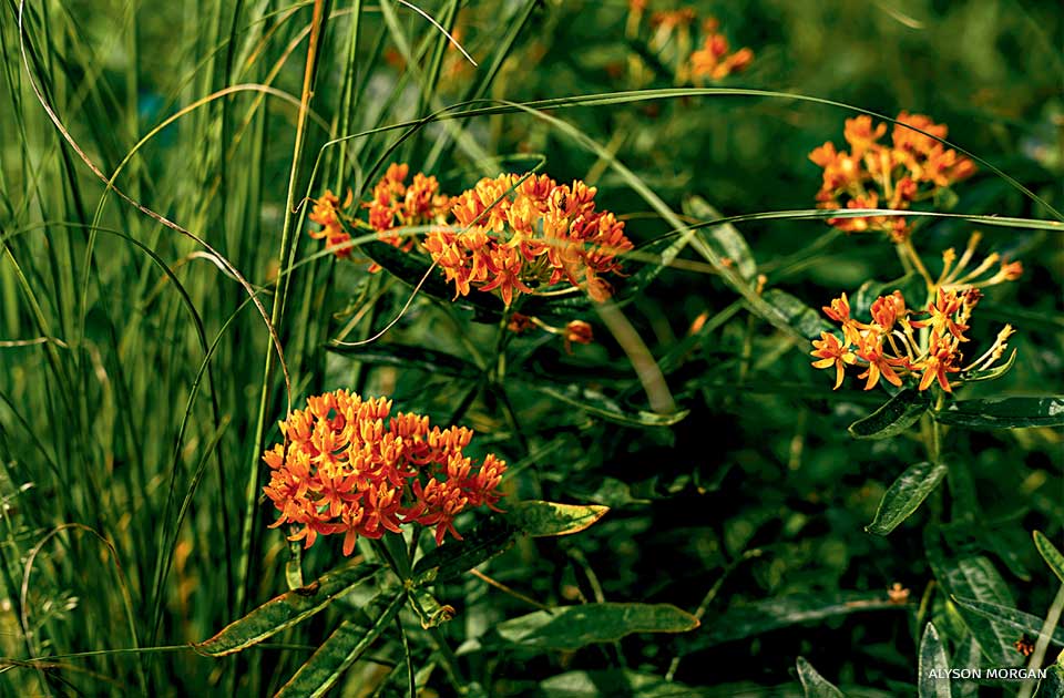 An image of butterfly weed.