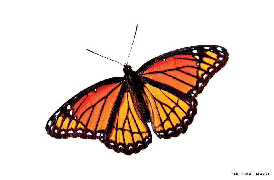An image of a viceroy butterfly.