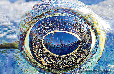 An image of the eye of an American bullfrog.