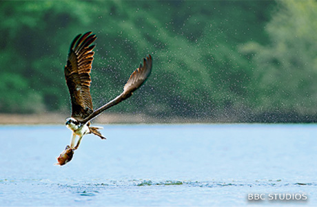 An image of an osprey with its catch.