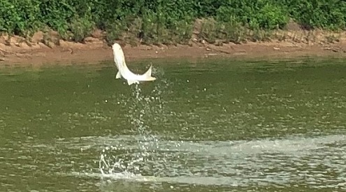 Asian carp jumping. Photo credit: NWF