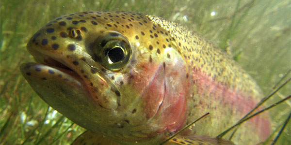 Rainbow Trout Steelhead