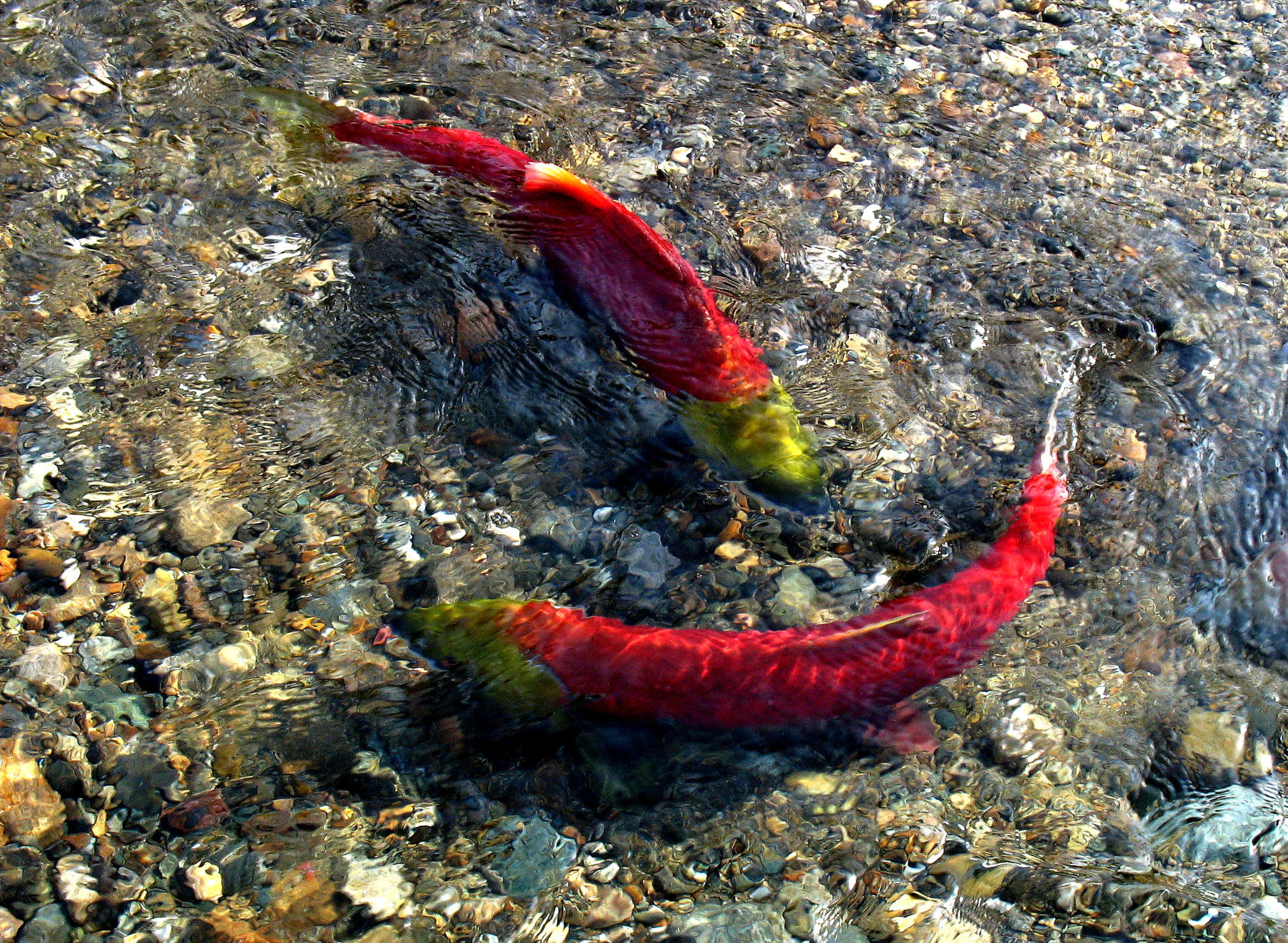 Sockeye fish