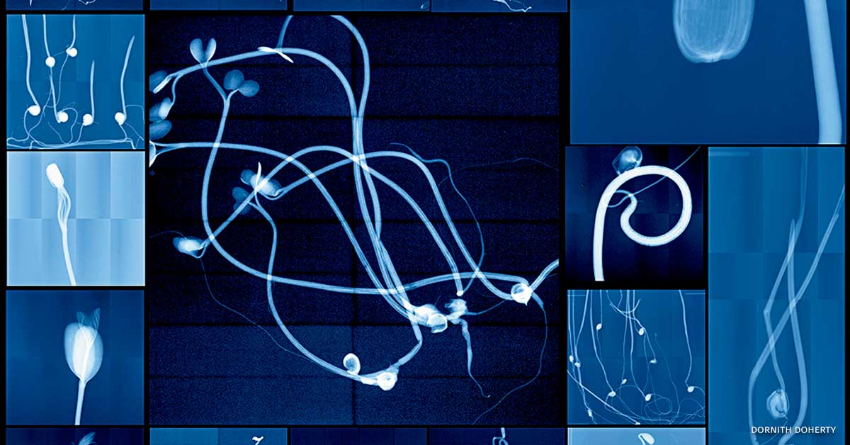 An image of a digital collage made from x-rays of seedlings captured at the National Center for Genetic Resources Preservation and the Millennium Seed Bank.