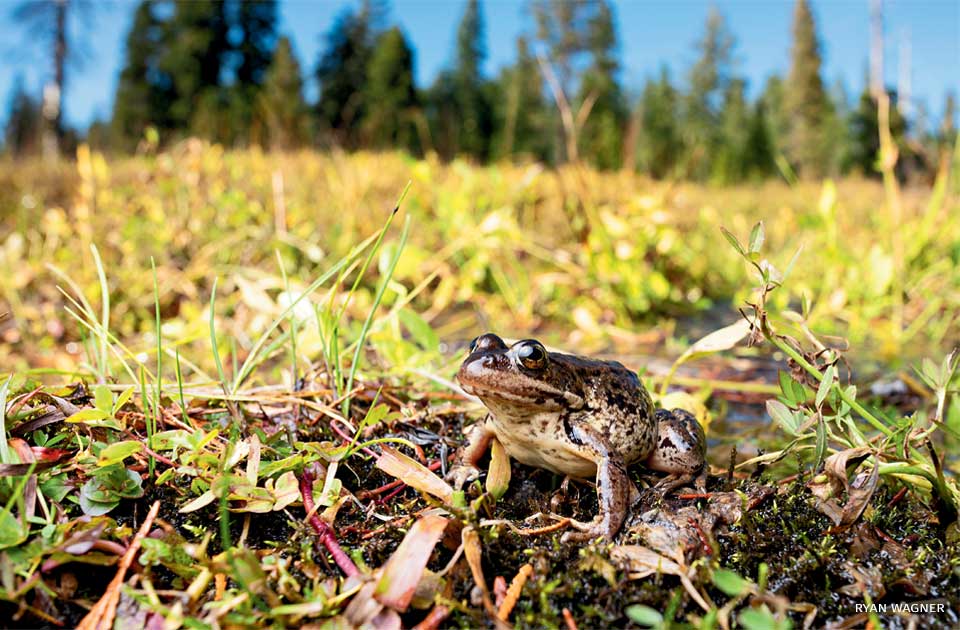 An image of an adult Cascades frog in its habitat.