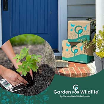 Garden for Wildlife boxes by front door and hands planting a plant