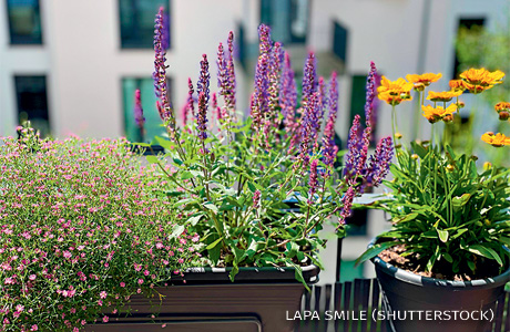 An image of flowers on a balcony.