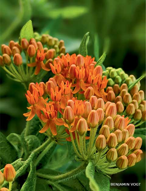 An image of butterfly weed.