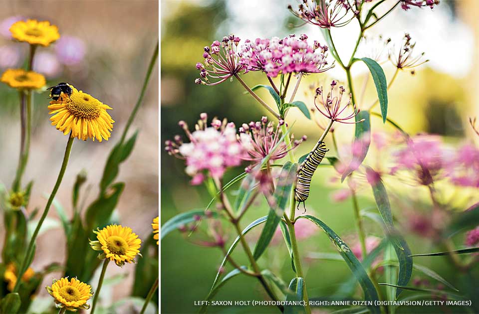 A collage containing an image of a yellow-faced bumble bee on Helenium bolanderi and an image of a monarch caterpillar crawling up the stem of a swamp milkweed plant.