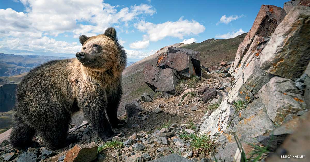 An image of a young grizzly bear pausing on a bear trail.