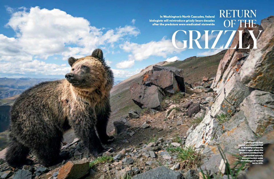 A magazine article spread containing text and an image of a young grizzly bear pausing on a bear trail.