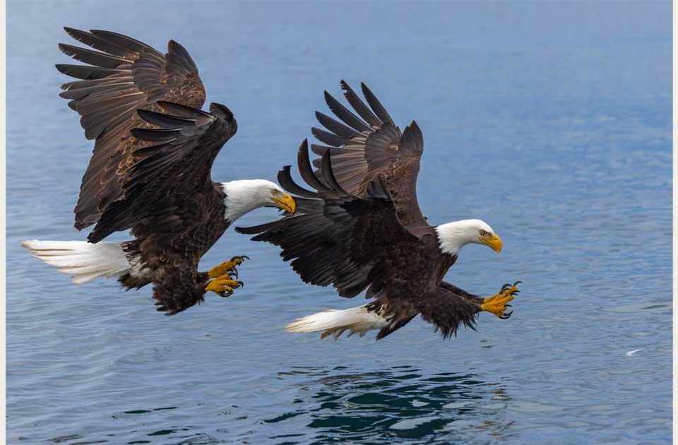 Two bald eagles hunting for fish in a lake