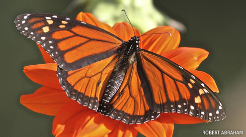 Monarch Butterfly on orange flower